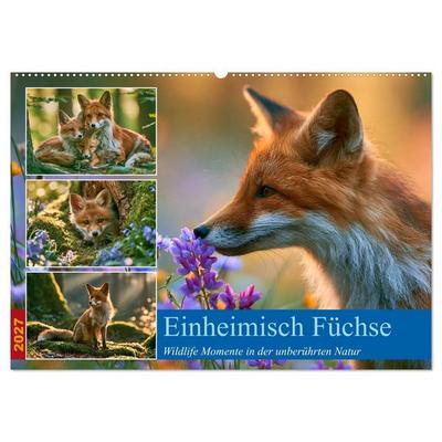 Einheimische Füchse (Wandkalender 2027 DIN A2 quer), CALVENDO Monatskalender
