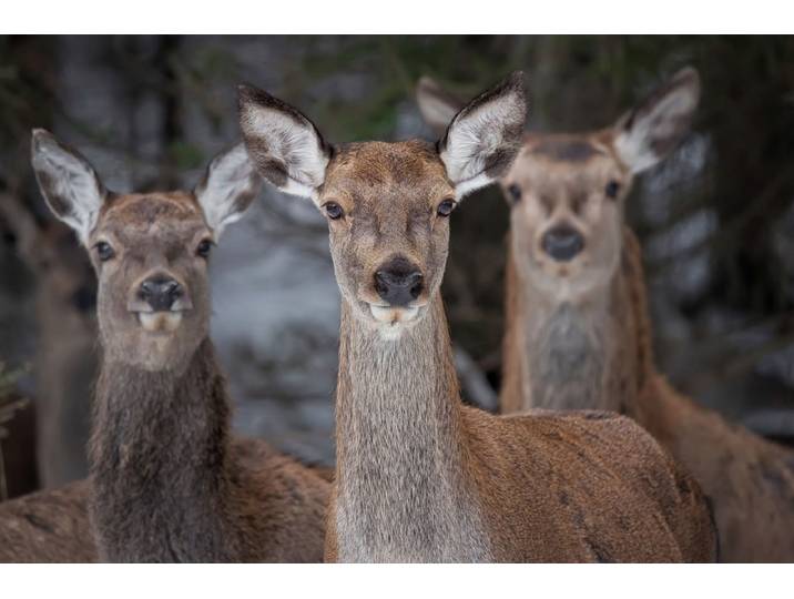 Fototapete PAPERMOON Rehe im Wald , bunt, B:4m L:2,6m, Vlies, Tapeten, Fototapete
