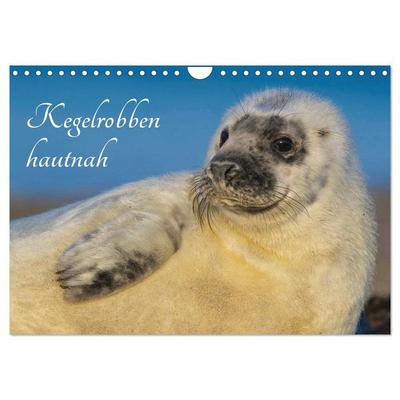 Kegelrobben hautnah (Wandkalender 2026 DIN A4 quer), CALVENDO Monatskalender
