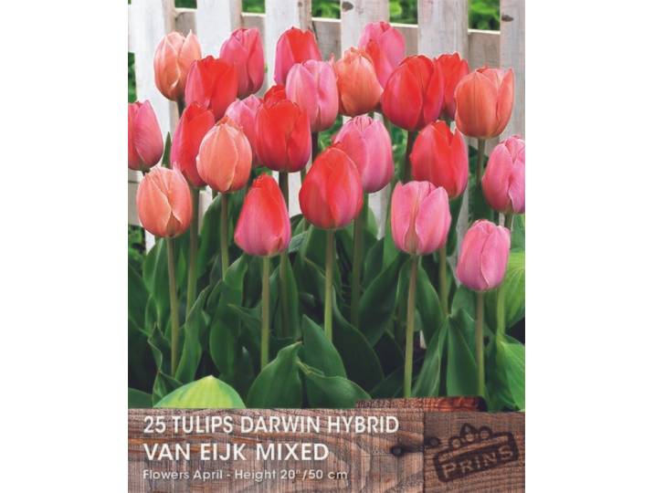 Prins tulp van Eijk mix 25 bollen