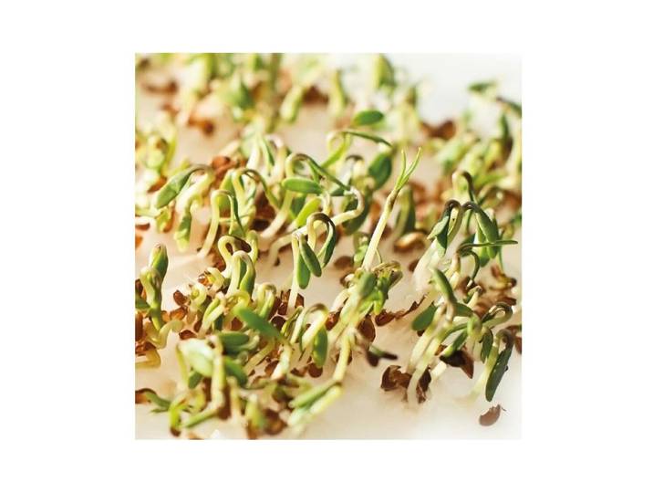 Gusta 600B04 Samen Microgreens Kresse