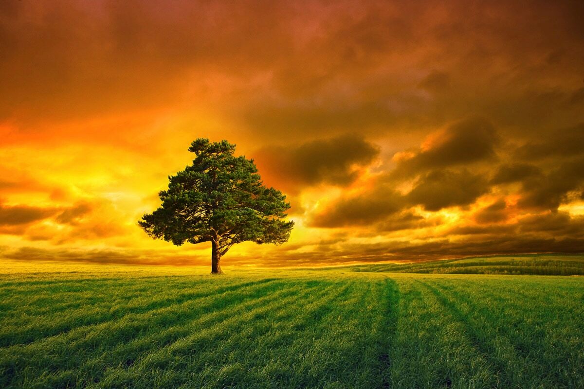 Fototapete PAPERMOON "Baum in Feld", bunt, B:2,5m L:1,86m, Vlies, Tapeten, Fototapete bunt B/L: 2,5m x 1,86m, Bahnen: 5 Stk.