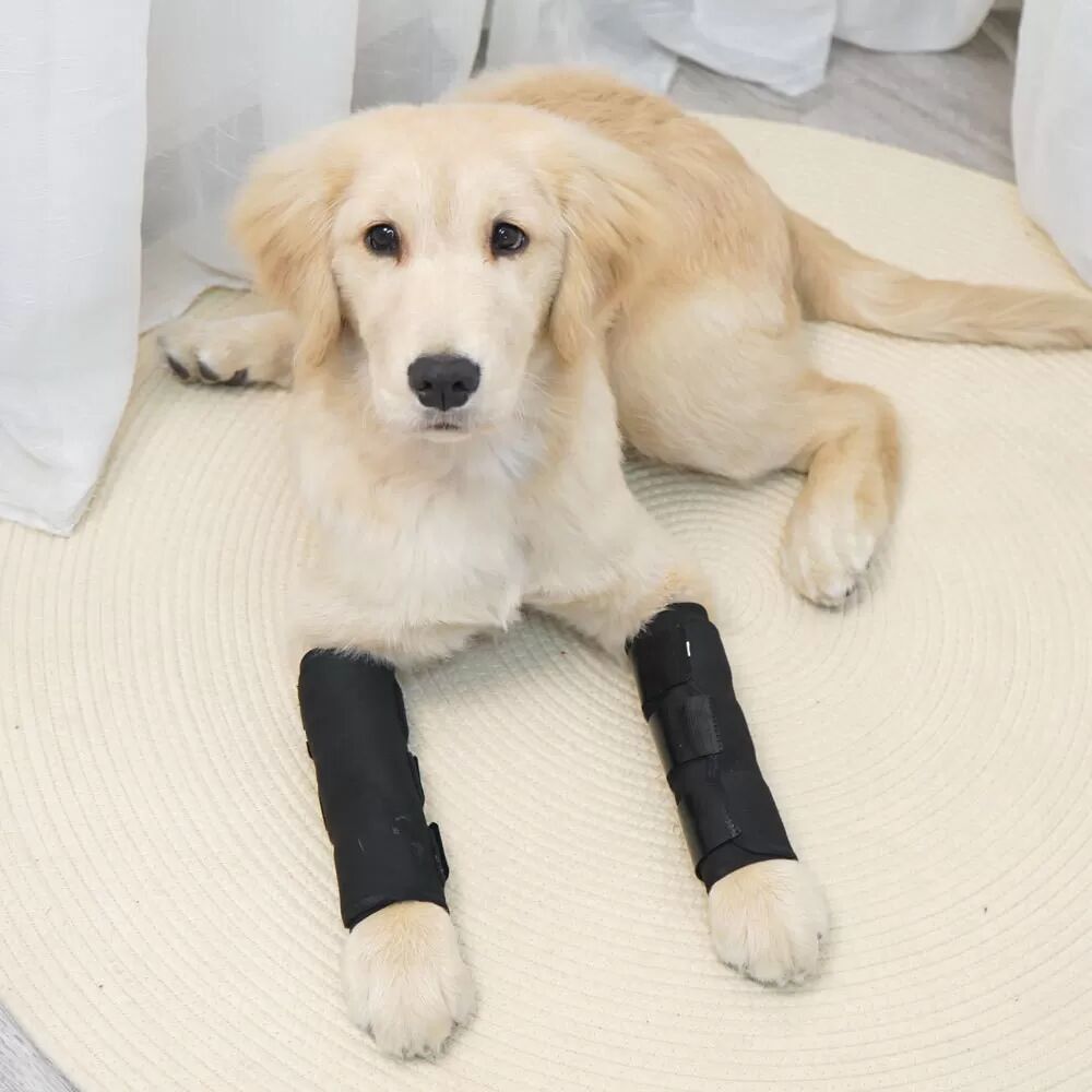 INF Protection Articulaire pour Animaux JT2 - Noir pour Soutien Canin M