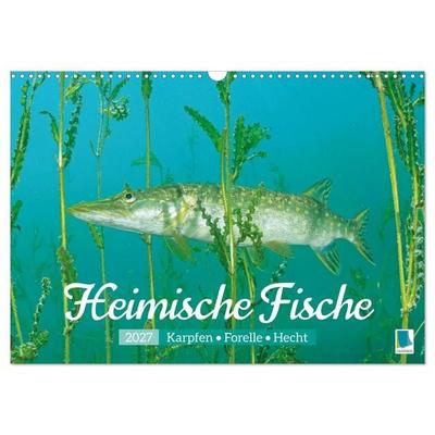 Heimische Fische: Karpfen, Forelle, Hecht (Wandkalender 2027 DIN A3 quer), CALVENDO Monatskalender