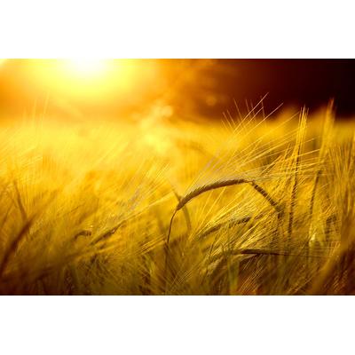 Fototapete PAPERMOON "Goldener Schein", bunt, B:2,5m L:1,86m, Vlies, Tapeten