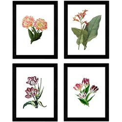 POSTER Set mit 4 botanischen Weiß Tulpen Regenbogen A3 Rahmenlos