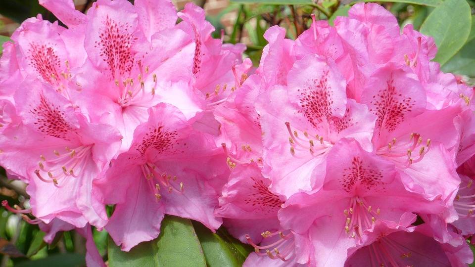 Pflanzen Rhododendron Roseum Elegans 5 l Container