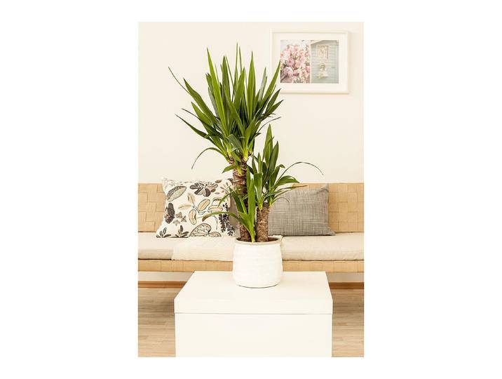 Qualité & Prix Riesen-Palmlilie Yucca elephantipes ⌀ 19 cm