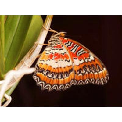 CALVENDO Puzzle Bortenfalter (Cethosia biblis) | 1000 Teile Lege-Größe 64x48cm Foto-Puzzle für glückliche Stunden