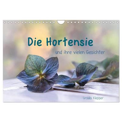 Die Hortensie und ihre vielen Gesichter (Wandkalender 2027 DIN A4 quer), CALVENDO Monatskalender