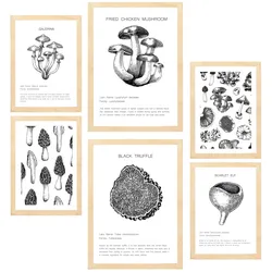POSTER Set Mit 6 Dekorative Von Pilzarten Blatt Mit A3 & A4 Rahmen Aus Hellem Holz