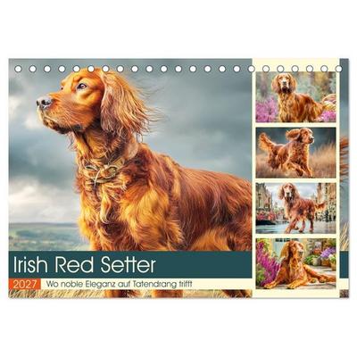 Irish Red Setter. Wo noble Eleganz auf Tatendrang trifft (Tischkalender 2027 DIN A5 quer), CALVENDO Monatskalender