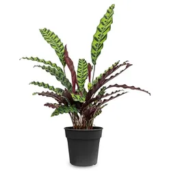 Calathea Rufibarba d12
