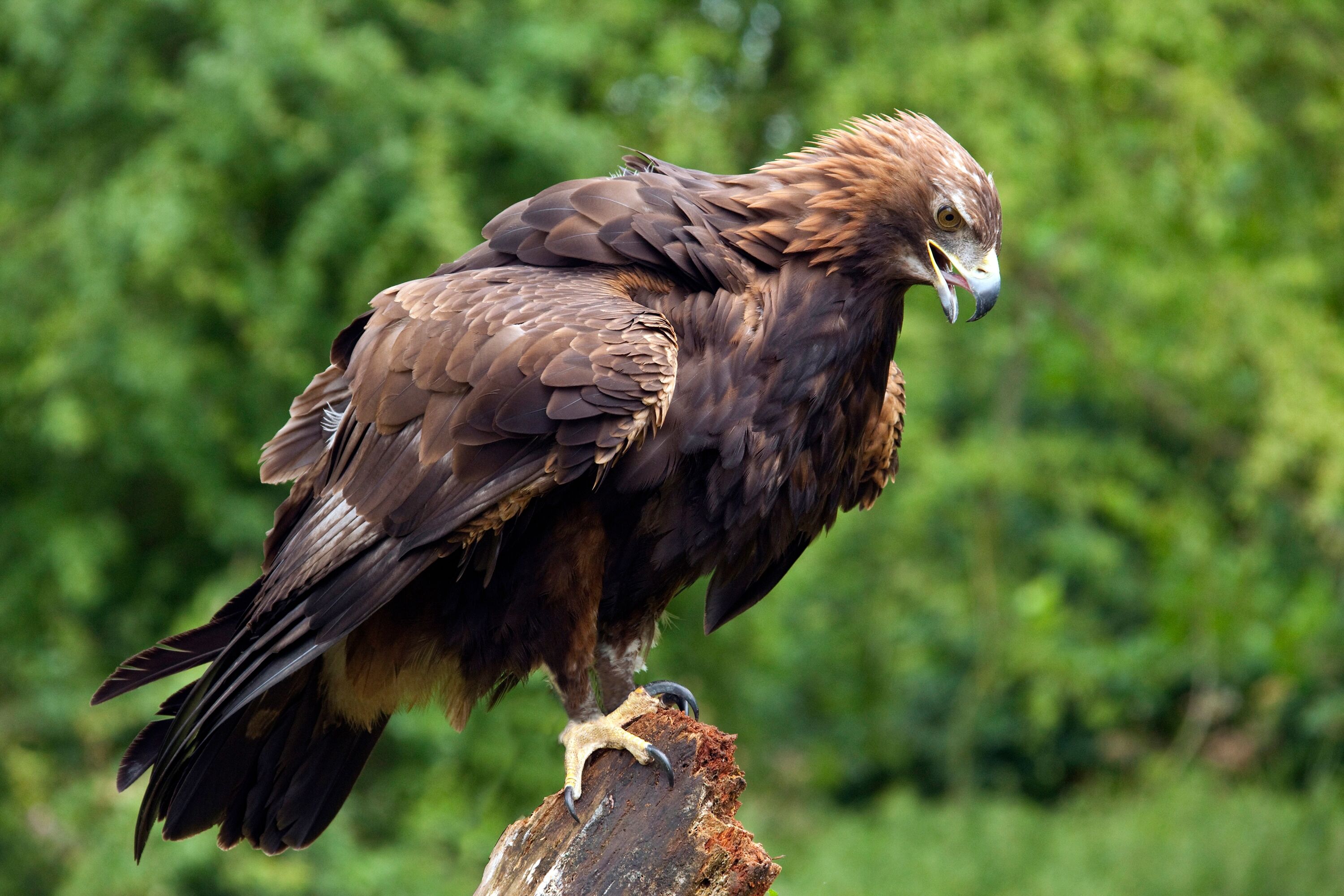 Fototapete PAPERMOON "GOLDENER ADLER-STEINADLER HIGHLAND SCHOTTLAND VOGEL", bunt, B:2m L:1,49m, Vlies, Tapeten, Fototapete bunt B/L: 2m x 1,49m, Bahnen: 4 Stk.