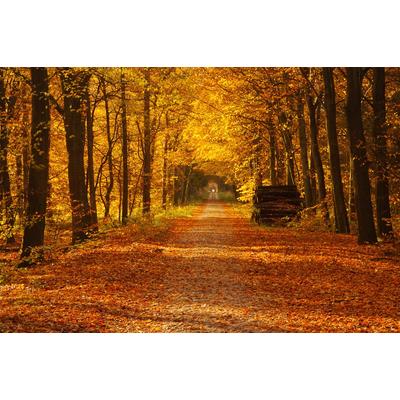 Fototapete PAPERMOON "Waldweg", bunt, B:4,5m L:2,8m, Vlies, Tapeten