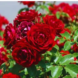Bodendeckerrose – rot