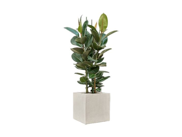 Pflanzen Arrangement „Ficus elastica 'Robusta' Antwerp“ Baq Design