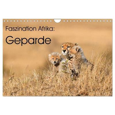 Faszinaton Afrika: Geparde (Wandkalender 2027 DIN A4 quer), CALVENDO Monatskalender