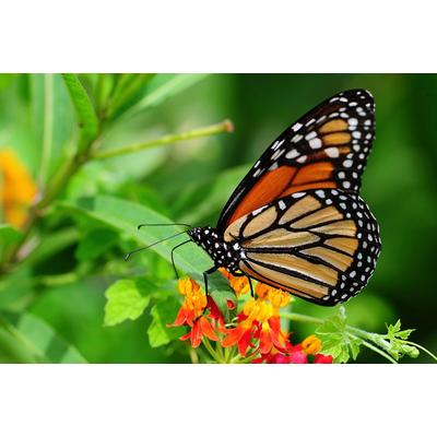 Papermoon "Schmetterling"