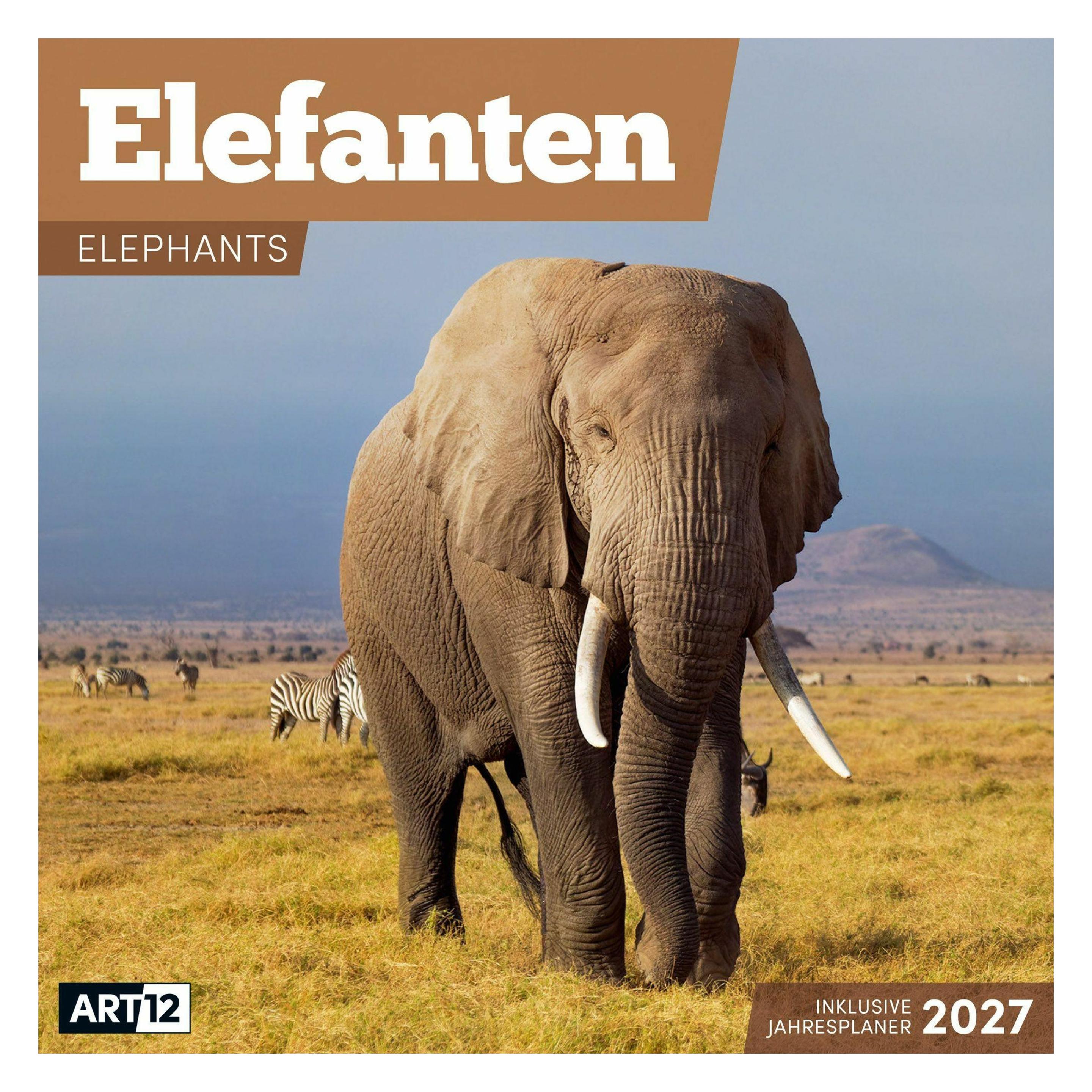 Ackermann Elefanten Kalender 2027 - 30x30 - Art12 (66018612)