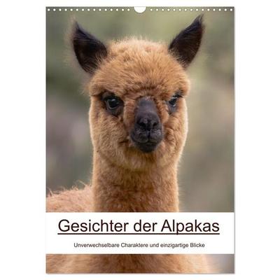 Gesichter der Alpakas - Unverwechselbare Charaktere und einzigartige Blicke (Wandkalender 2027 DIN A3 hoch), CALVENDO Monatskalender