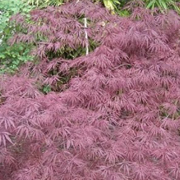 Arborix Japanse esdoorn Acer palmatum Inaba-Shidare in pot 40-50 cm