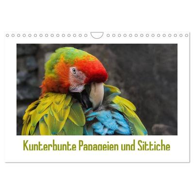 Kunterbunte Papageien und Sittiche (Wandkalender 2026 DIN A4 quer), CALVENDO Monatskalender