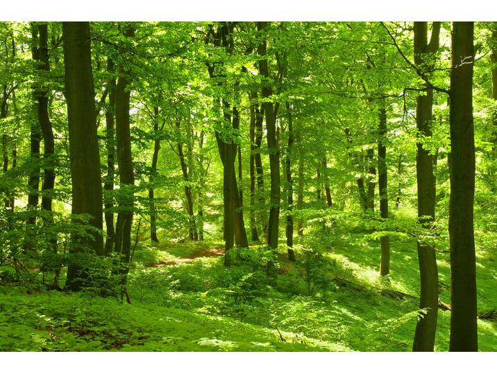 Fototapete PAPERMOON German Beech Forest , bunt, B:5m L:2,8m, Vlies, Tapeten, Fototapete