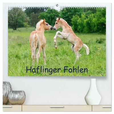 Haflinger Fohlen (hochwertiger Premium Wandkalender 2027 DIN A2 quer), Kunstdruck in Hochglanz