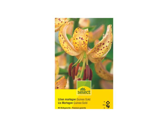 Select Blumenzwiebel Lilium martagon Guinea Gold 80 cm