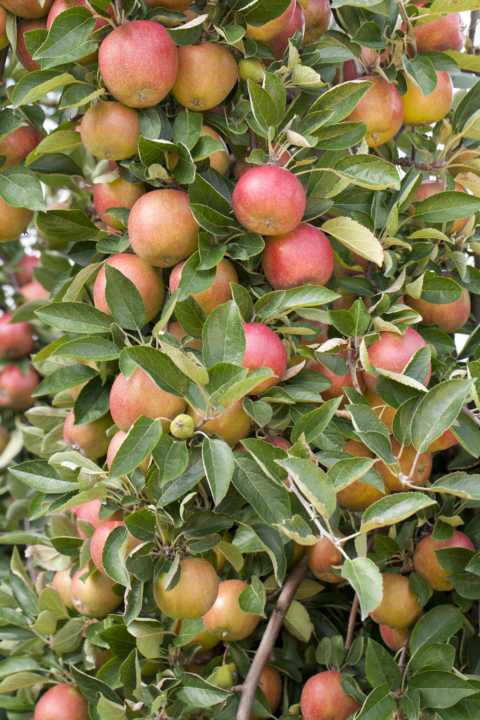 Pflanzen Obstbaum Apfel Roter Boskoop H 150 cm 29 cm Topf