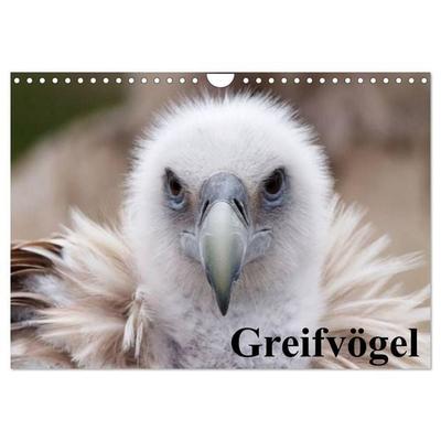 Greifvögel (Wandkalender 2027 DIN A4 quer), CALVENDO Monatskalender