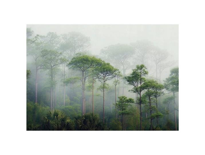FOTOTAPETE 3D Effekt Wald im Nebel 250x175