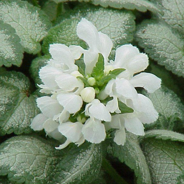 6 x Lamium maculatum White Nancy Gevlekte duizendblad - Pot van 9x9 cm