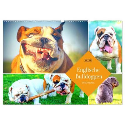 Dicke Freunde. Englische Bulldoggen (Wandkalender 2026 DIN A2 quer), CALVENDO Monatskalender