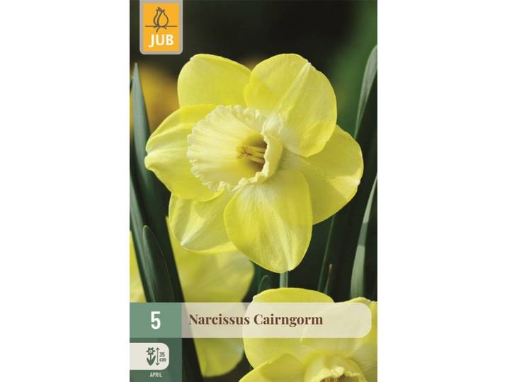 Narcis cairngorm 5 bollen