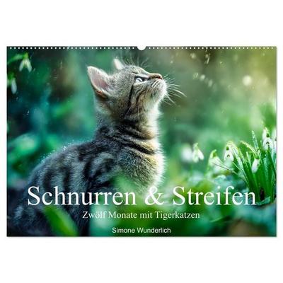 Schnurren & Streifen - Zwölf Monate mit Tigerkatzen (Wandkalender 2027 DIN A2 quer), CALVENDO Monatskalender
