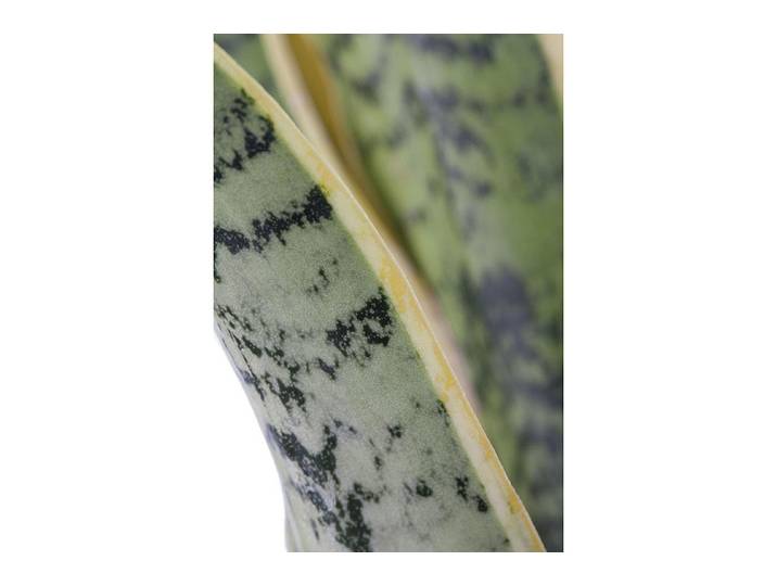 Qualité & Prix Bogenhanf Sansevieria Laurentii ⌀ 32 cm