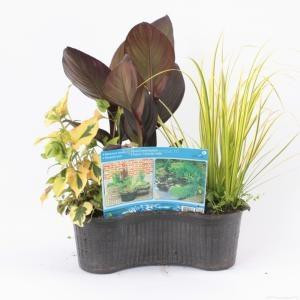 FloraSelf Moerings Mixmand Ovaal