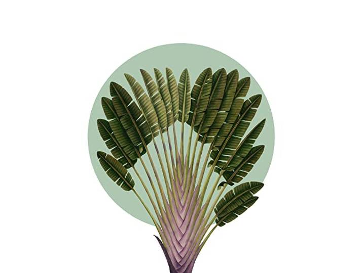 Komar Wandbild - Botanical Garden Pinnate Palm - Größe: 40 x 50 cm - Poster, Kunstdruck, Dekoration, Wohnzimmer, Schlafzimmer