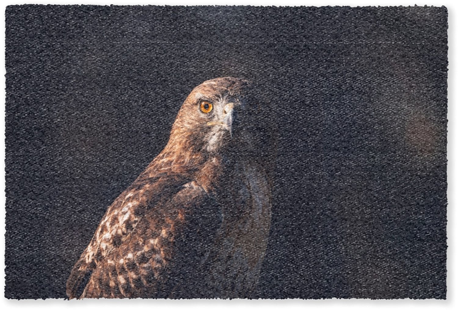 MuchoWow Deurmat Roofvogel Buizerd Bruin B: 120 cm, D: 80 cm