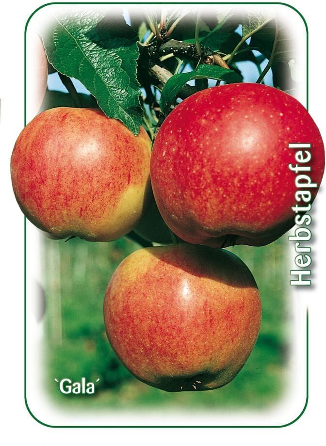 Pflanzen Apfelbaum Gala 7,5 L Container