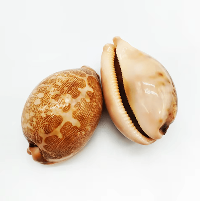Inspire Curations Natural Cowrie Sea Shell Set Decorative Talparia Argus Shells For Home & Aquarium Decor map Cowrie