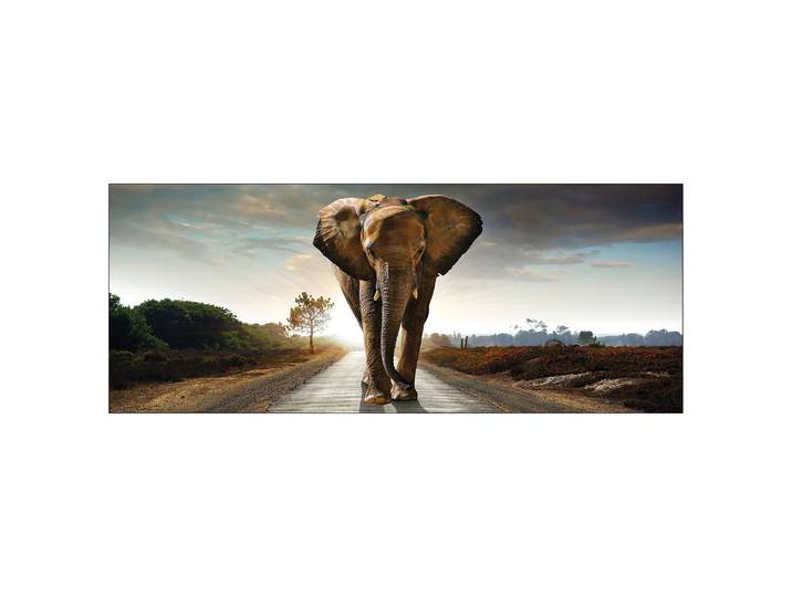 Floatglasbild Elephant Floatglas Multicolor 80 x 30 x 1cm