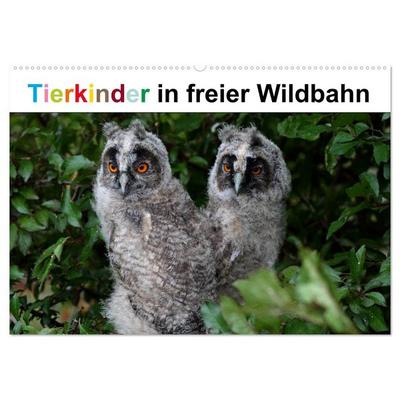 Tierkinder in freier Wildbahn (Wandkalender 2026 DIN A2 quer), CALVENDO Monatskalender
