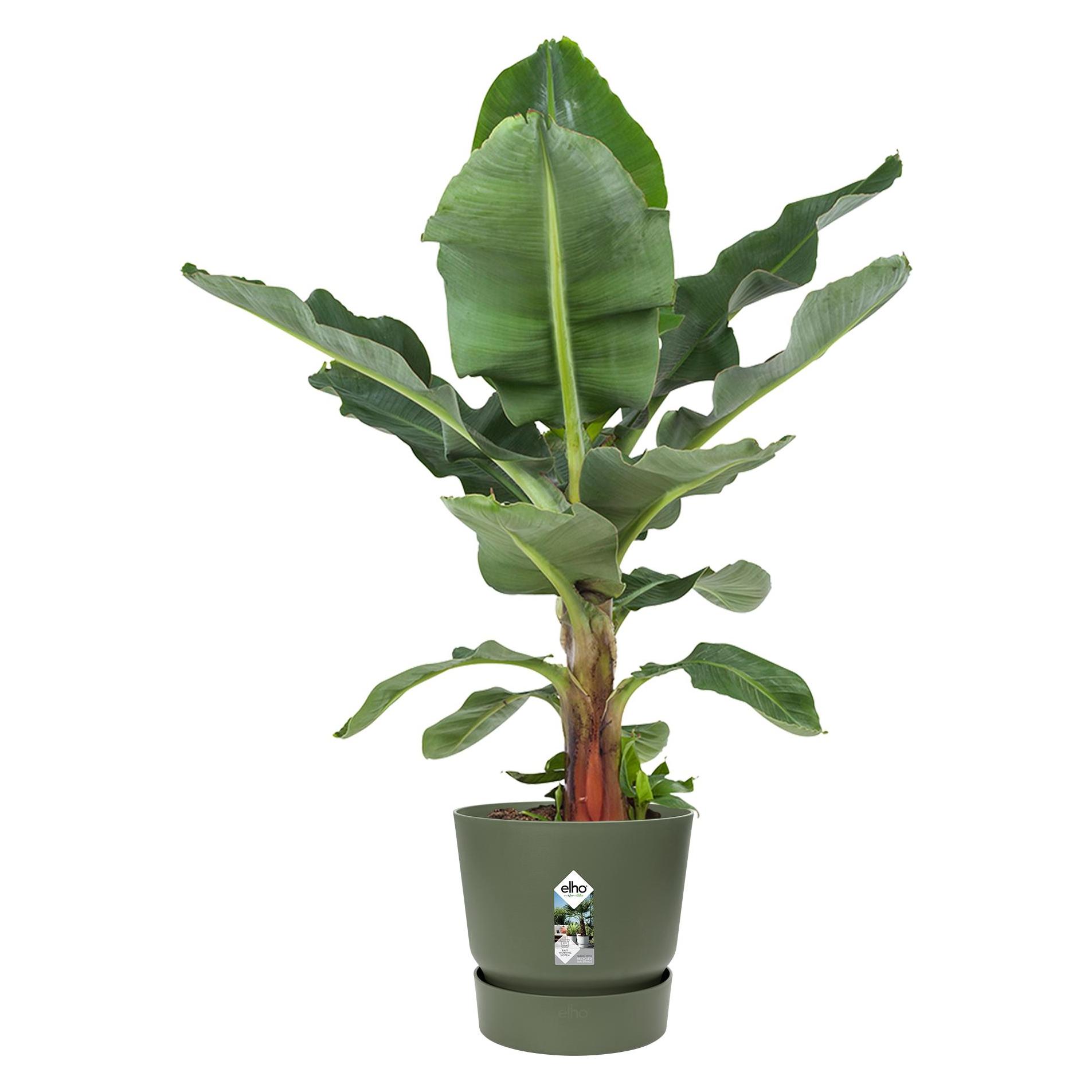 Elho Greenville (39 x 37 cm) (463613936000 M1435-4150)
