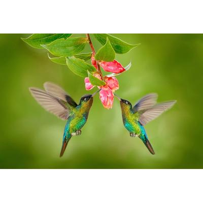 Fototapete PAPERMOON "KOLIBRIS-VÖGEL TIERE BLUME BLÜTE WALD BÄUME COSTA RICA", bunt, B:3,5m L:2,6m, Vlies, Tapeten