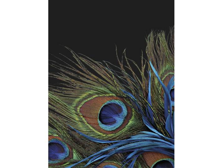 Wohndecke KINZLER Mikrofaser Fotodruck Pfau , bunt, B:150cm L:200cm, Polyester, Wohndecken, Wohndecke, Kuscheldecke, bedruckt, 150x200 cm