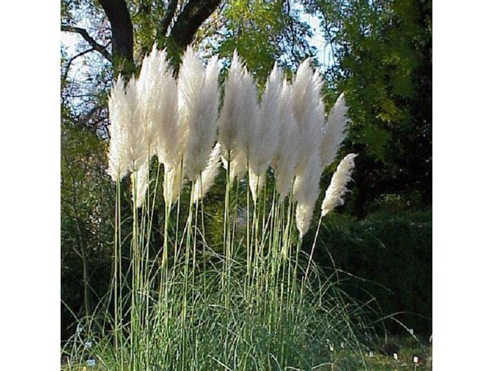 6 x Cortaderia selloana - Pampasgras pot 9 x 9 cm - Prachtig Pampasgras voor Tuinliefhebbers