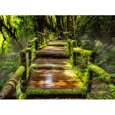 Fototapete PAPERMOON "Rainforest at Ang Ka", bunt, B:3m L:2,23m, Vlies, Tapeten